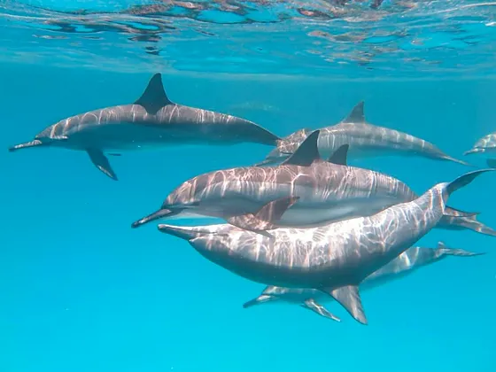 Family Day Hurghada 3 w 1 – Seascope, Dolphin Show i Beduini - zdjęcie 5