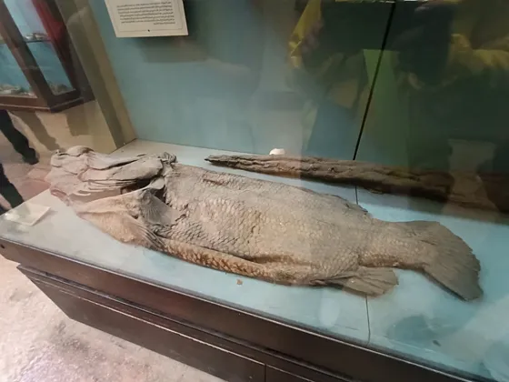 Wycieczki z Sharm El Sheikh do Kairu - zdjęcie 4