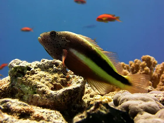Orange Bay Hurghada – wycieczka z Hurghady (rejs, plaża, snorkel) - zdjęcie 3