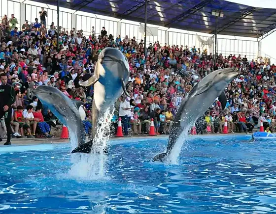 Delfinarium Hurghada – pokaz delfinów z transferem