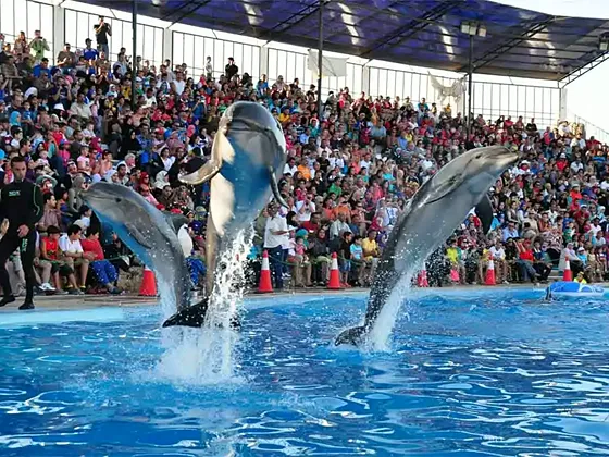 Delfinarium Hurghada – pokaz delfinów z transferem - zdjęcie 2
