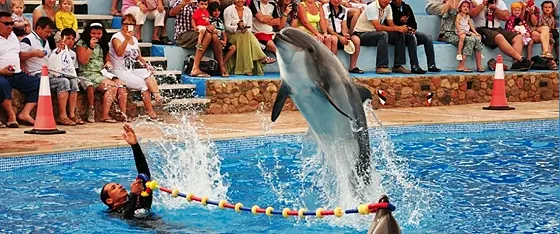Delfinarium Hurghada – pokaz delfinów z transferem - zdjęcie 4