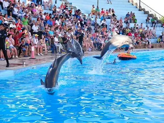 Delfinarium Hurghada – pokaz delfinów z transferem - zdjęcie 5