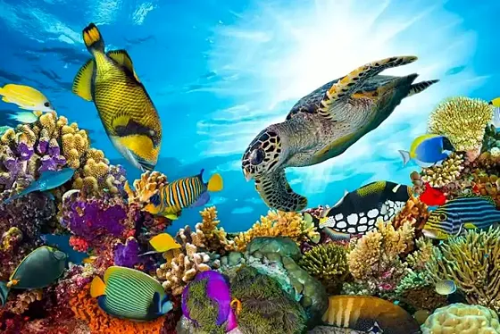 Wycieczka z Hurghady do Abu Dabbab – żółwie i snorkeling - zdjęcie 3