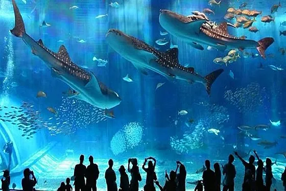 Hurghada Grand Aquarium (Akwarium w Hurghadzie)