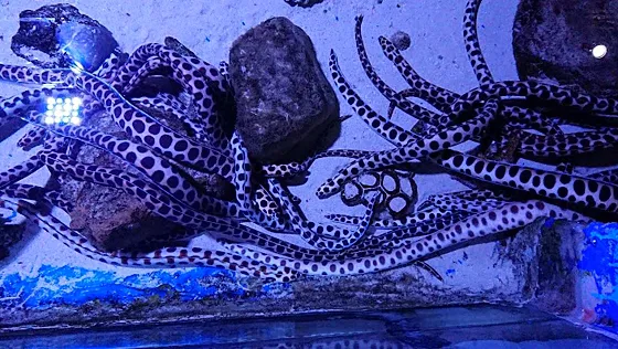 Hurghada Grand Aquarium (Akwarium w Hurghadzie) - zdjęcie 2