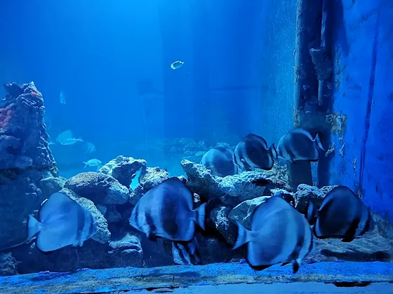 Hurghada Grand Aquarium (Akwarium w Hurghadzie) - zdjęcie 4