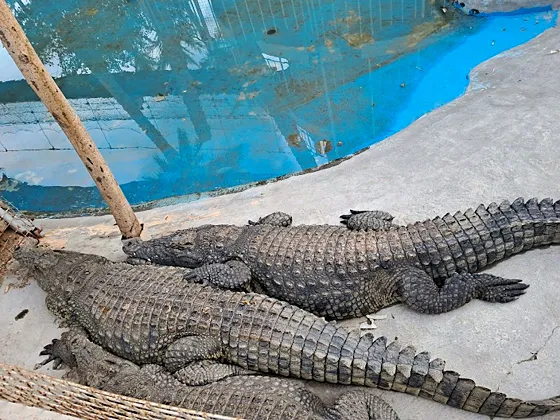 Hurghada Grand Aquarium (Akwarium w Hurghadzie) - zdjęcie 5