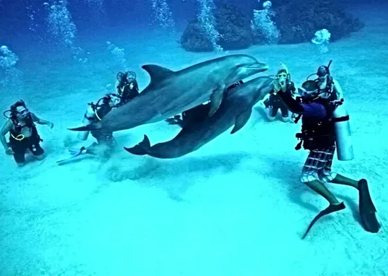 Wycieczka z Marsa Alam do domu delfinów Sataya