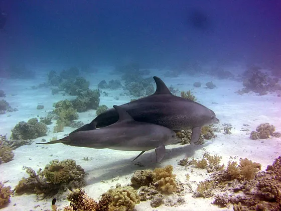 Wycieczka z Marsa Alam do domu delfinów Sataya - zdjęcie 5