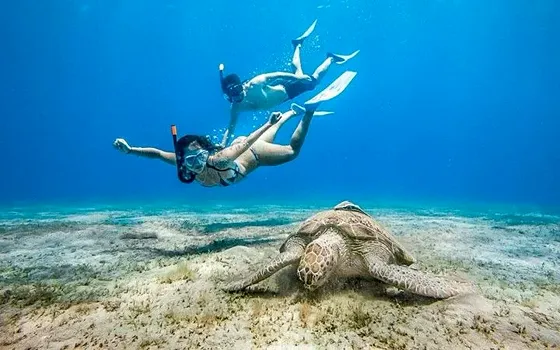 Abu Dabbab Marsa Alam – żółwie i snorkeling