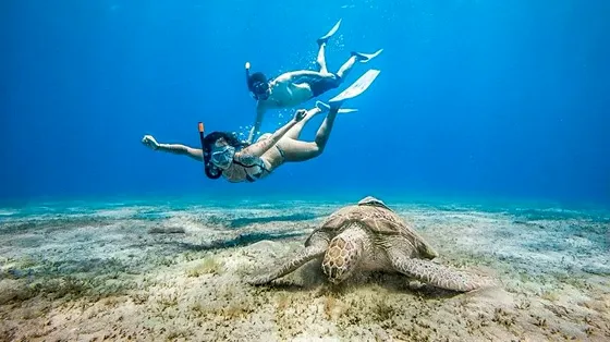 Abu Dabbab Marsa Alam – żółwie i snorkeling - zdjęcie 2
