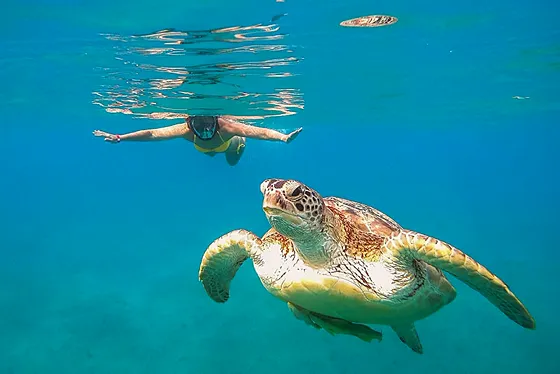 Abu Dabbab Marsa Alam – żółwie i snorkeling - zdjęcie 3