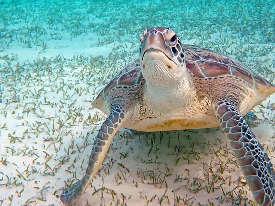 Abu Dabbab Marsa Alam – żółwie i snorkeling - zdjęcie 4