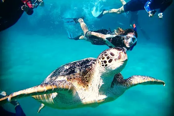 Abu Dabbab Marsa Alam – żółwie i snorkeling - zdjęcie 5