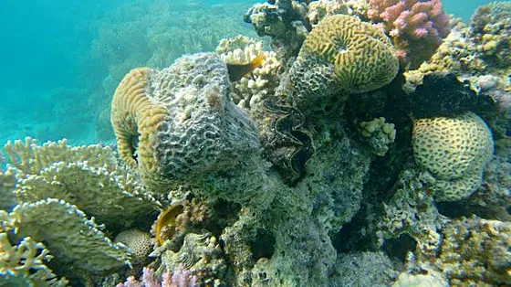 Wycieczka z Marsa Alam na plażę Sharm el Lulli (Ras Hankorab) - zdjęcie 3