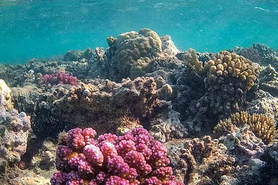 Wycieczka z Marsa Alam na plażę Sharm el Lulli (Ras Hankorab) - zdjęcie 4