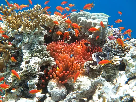 Wycieczka z Marsa Alam na wyspy Hamata – Egipskie Malediwy - zdjęcie 4