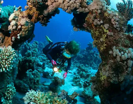 Nurkowanie Marsa Alam z łodzi – 2 zejścia pod wodę