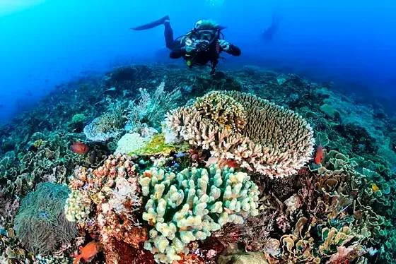 Nurkowanie Marsa Alam z łodzi – 2 zejścia pod wodę - zdjęcie 5