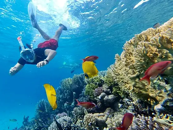 Nurkowanie z plaży Marsa Alam – 2 zejścia pod wodę - zdjęcie 3