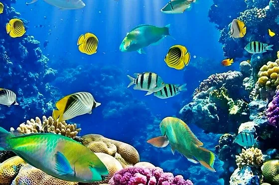 Wycieczka z Sharm el Sheikh – Wyspa Tiran z nurkowaniem - zdjęcie 2