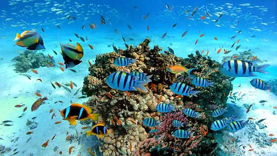 Wyspa Paradise Egipt – Paradise Island, Egypt - zdjęcie 4